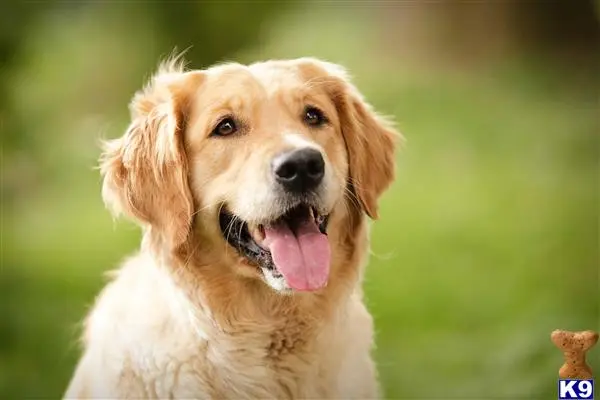 Golden Retriever stud dog: a golden retriever dog with its tongue out