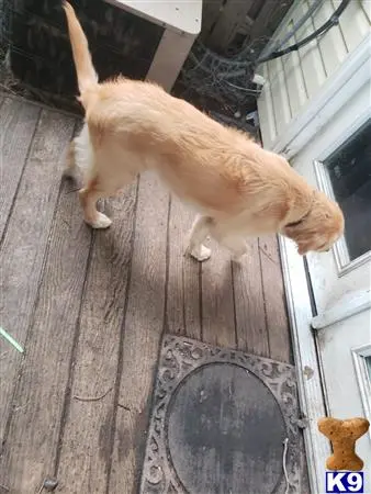 Golden Retriever stud dog: a cat standing on a porch