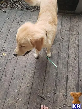 Golden Retriever stud dog: a golden retriever dog standing on a wood deck