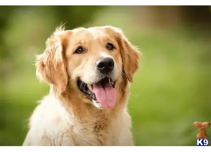 Golden Retriever stud dog: a golden retriever dog with its tongue out