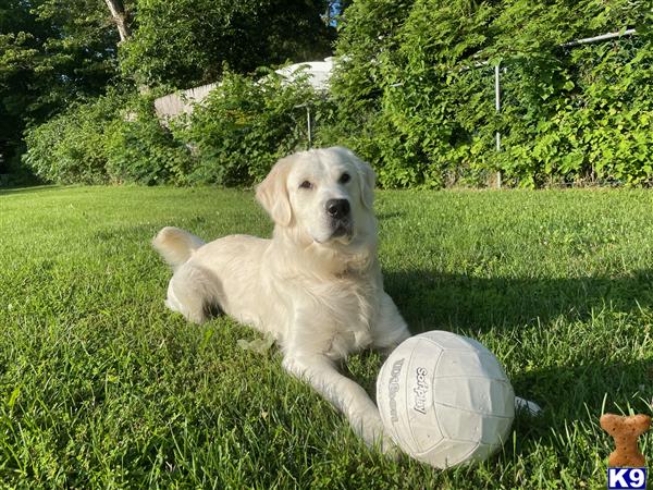 Golden Retriever