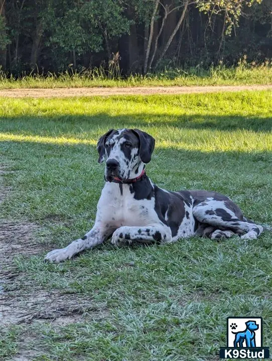 Great Dane stud dog