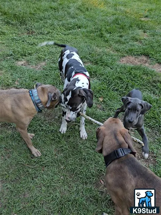 Great Dane stud dog