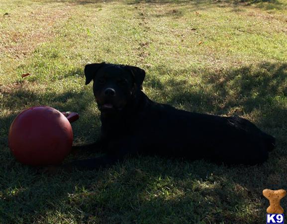 Rottweiler dog