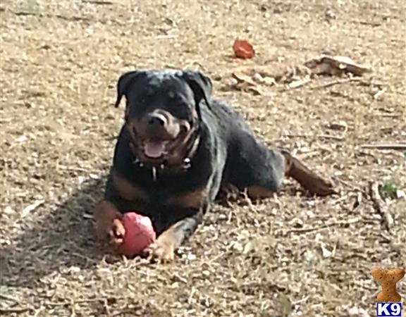 Rottweiler dog