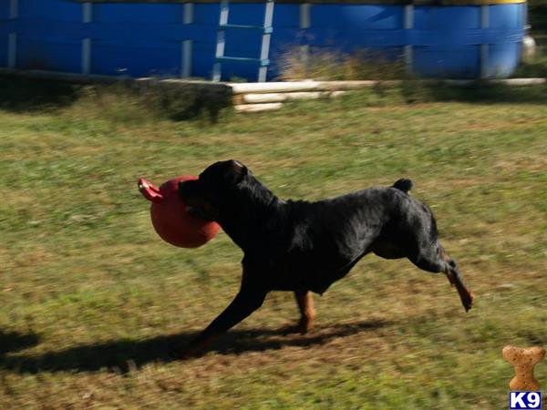 Rottweiler dog