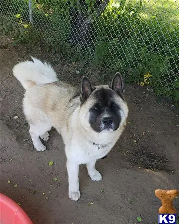 Akita stud dog