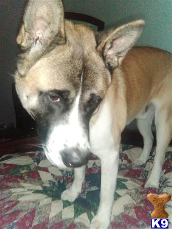 a akita dog standing on a bed