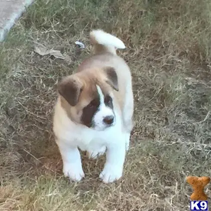 Akita stud dog