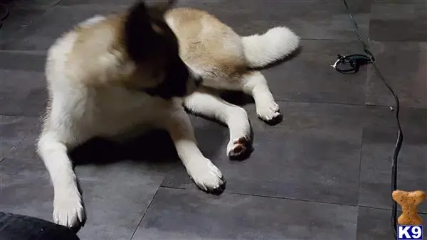 Akita female dog