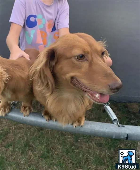 Dachshund stud dog