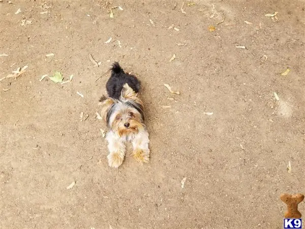 Yorkshire Terrier stud dog