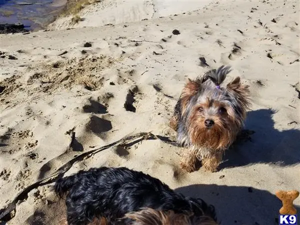 Yorkshire Terrier stud dog