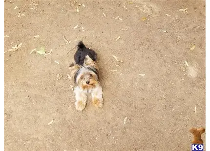 Yorkshire Terrier