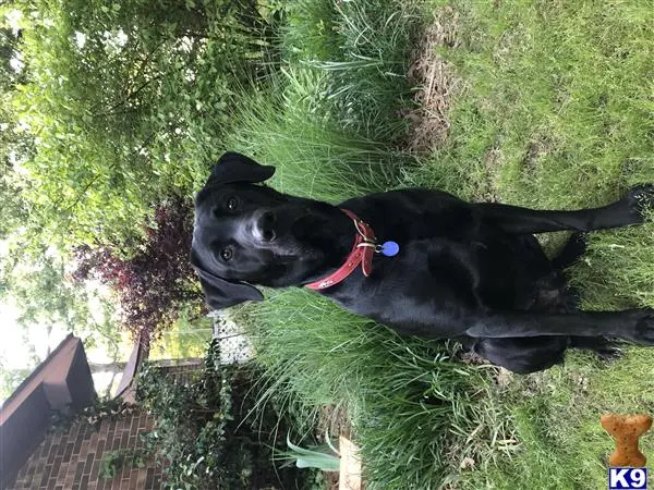 Labrador Retriever stud dog