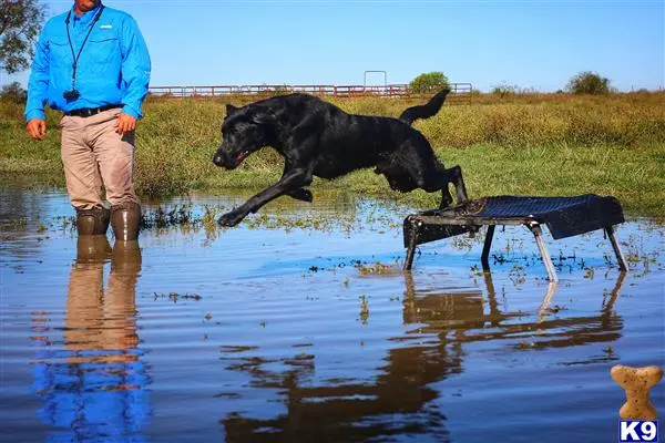 Labrador Retriever stud dog