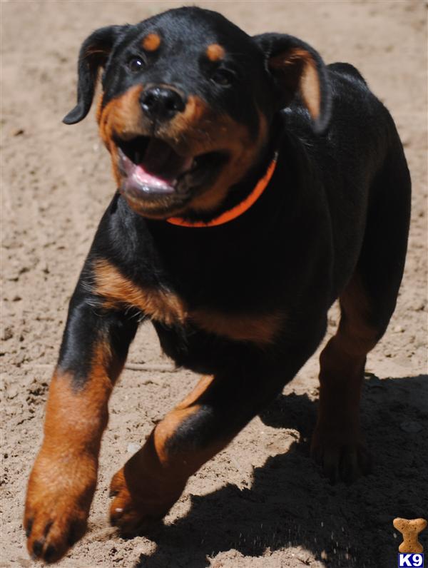 akc rottweiler puppies for sale in michigan rottweiler puppy for sale akc rottweiler puppies for sale 6 years akc rottweiler puppies for sale in michigan rottweiler puppy for sale akc rottweiler puppies for sale 6 years