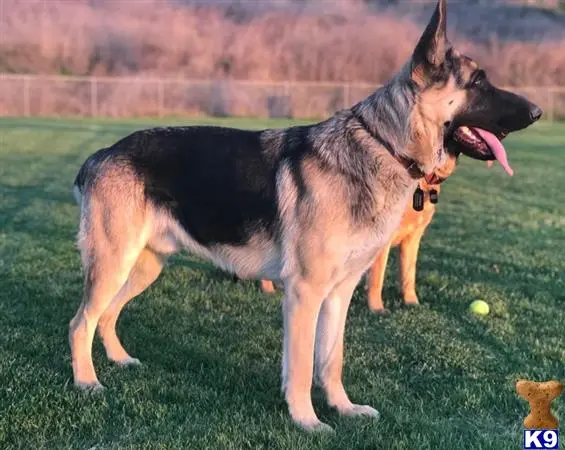 German Shepherd stud dog