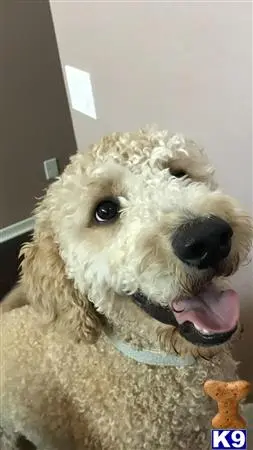 Goldendoodles