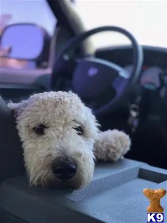 Goldendoodles stud dog