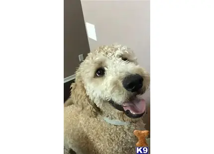 Goldendoodles