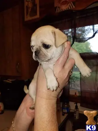 Pug puppy for sale