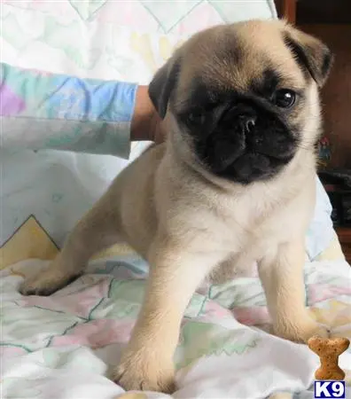 Pug puppy for sale