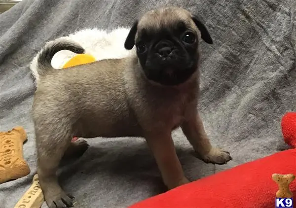 Pug puppy for sale