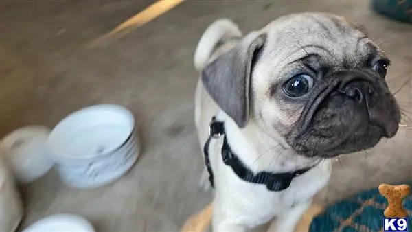 Pug puppy for sale