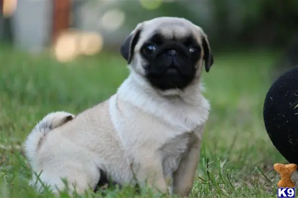 Pug puppy for sale