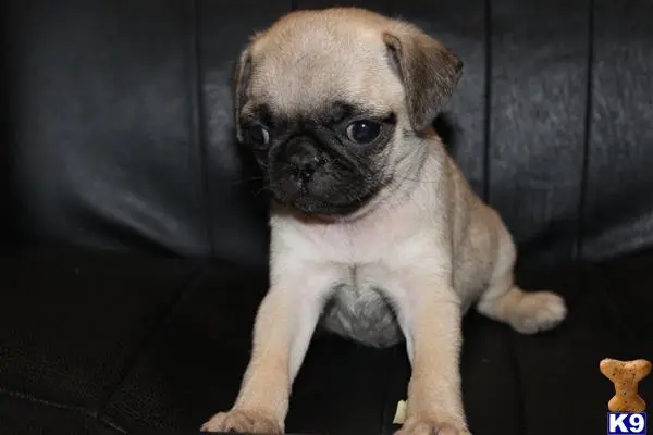 Pug puppy for sale