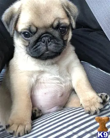 Pug puppy for sale