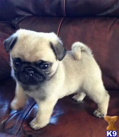 Pug puppy for sale