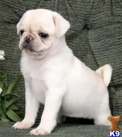 Pug puppy for sale