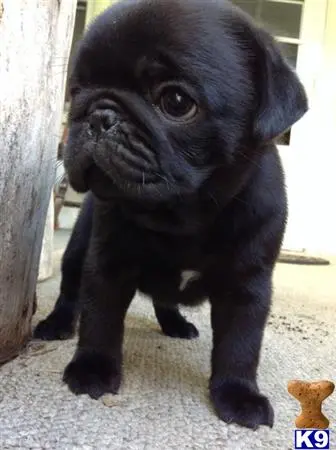 Pug puppy for sale