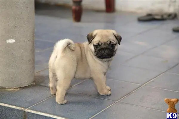 Pug puppy for sale