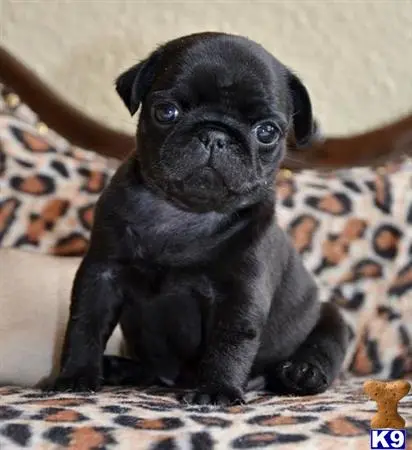 Pug puppy for sale