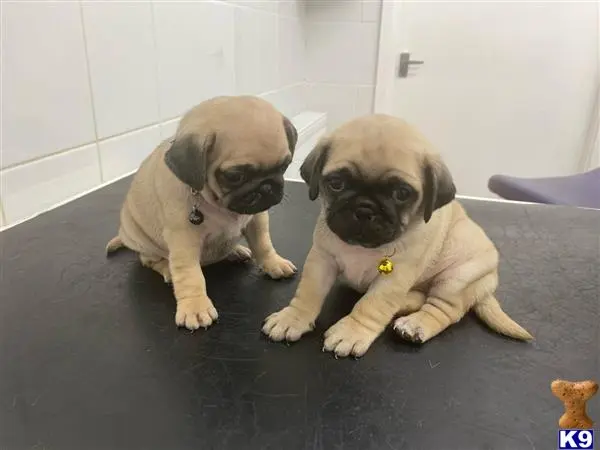 Pug puppy for sale