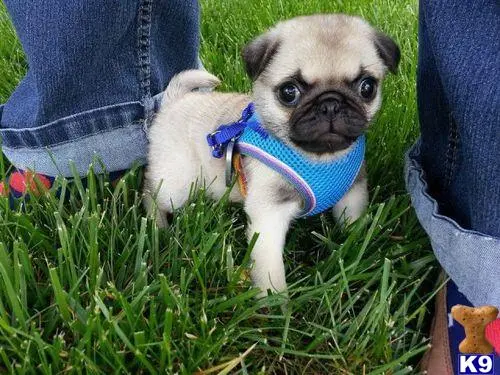 Pug puppy for sale