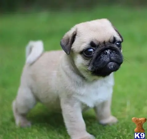 Pug puppy for sale