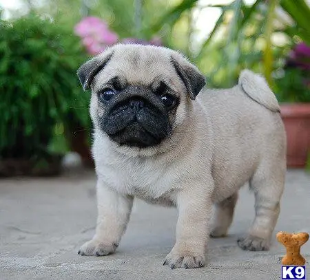 Pug puppy for sale