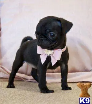 Pug puppy for sale