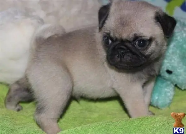 Pug puppy for sale