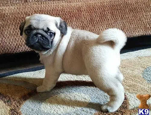 Pug puppy for sale