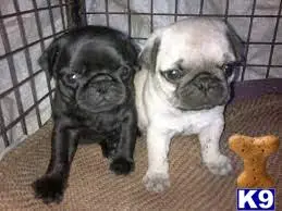 Pug puppy for sale