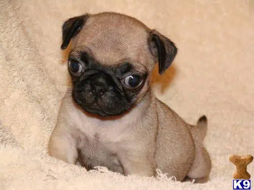 Pug puppy for sale