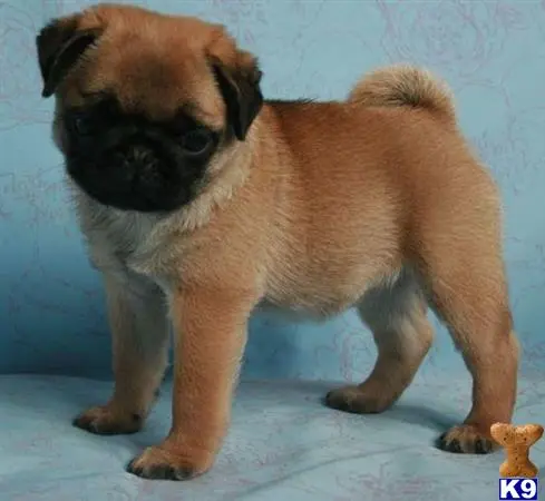 Pug puppy for sale