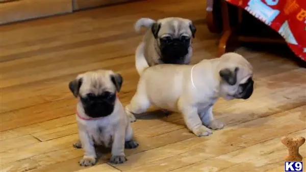 Pug puppy for sale