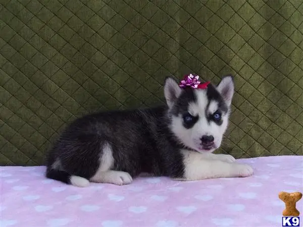 Siberian Husky puppy for sale