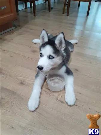 Siberian Husky puppy for sale